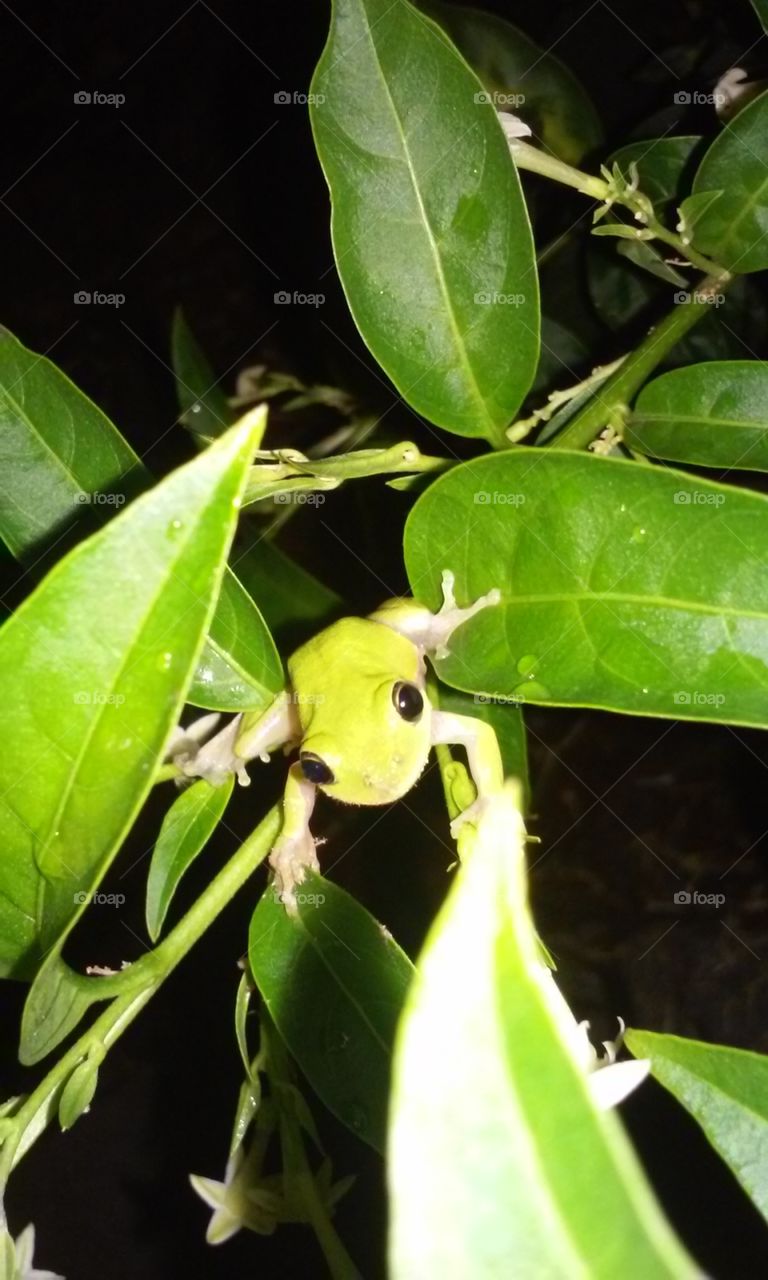 Lil Tree Frog