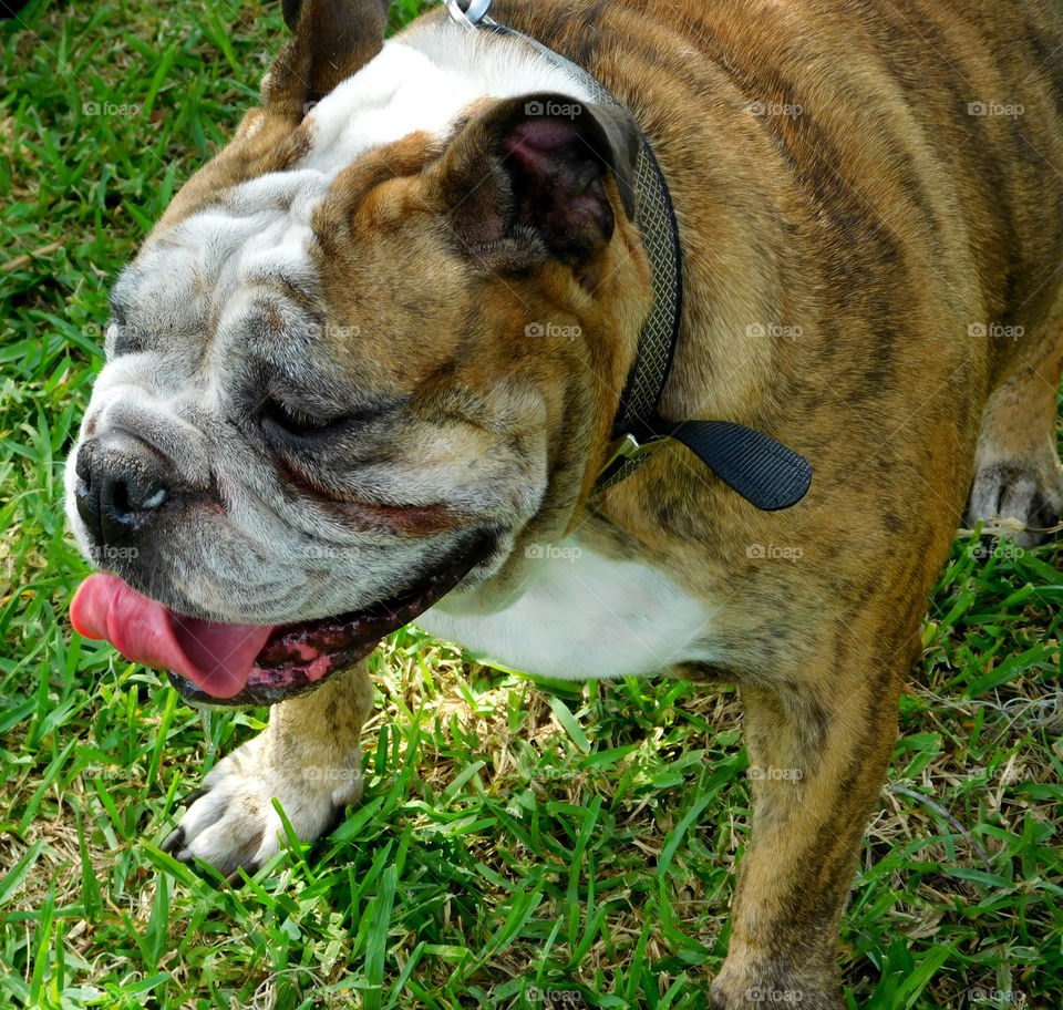 The English Bulldog is proof God has a sense of humor! 