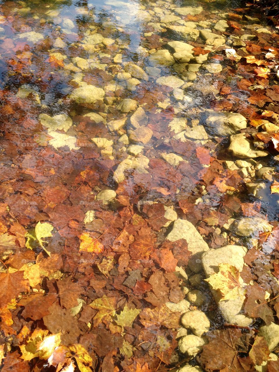 A beautiful fall stream