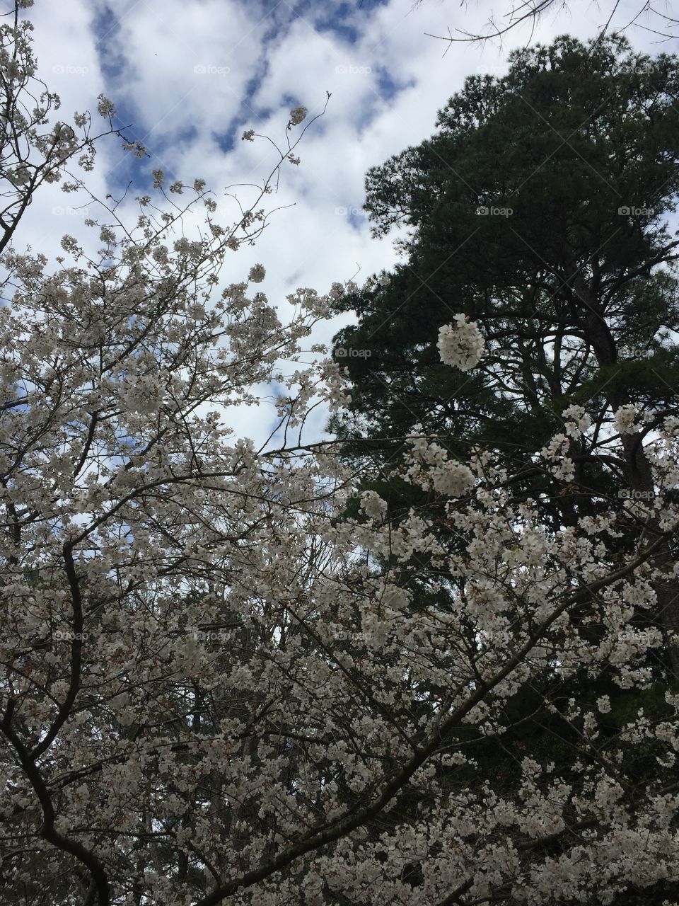 Flowering tree with sky