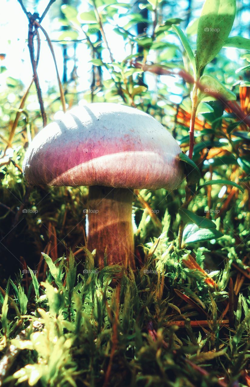 mushroom