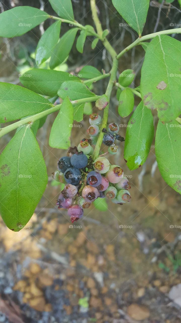 Wild mountain blueberries