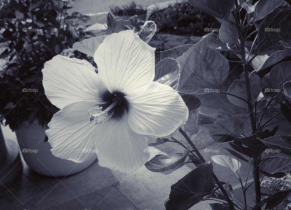 Black and white hibiscus 