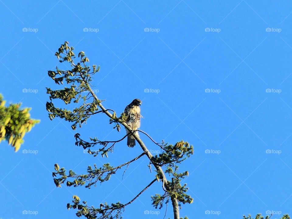 hawk in tree