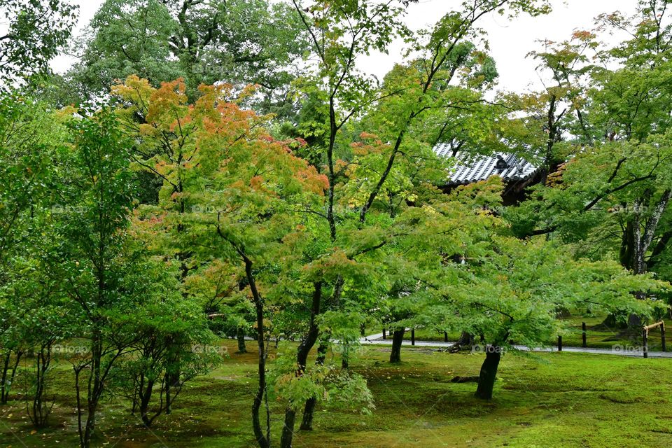 Tree garden