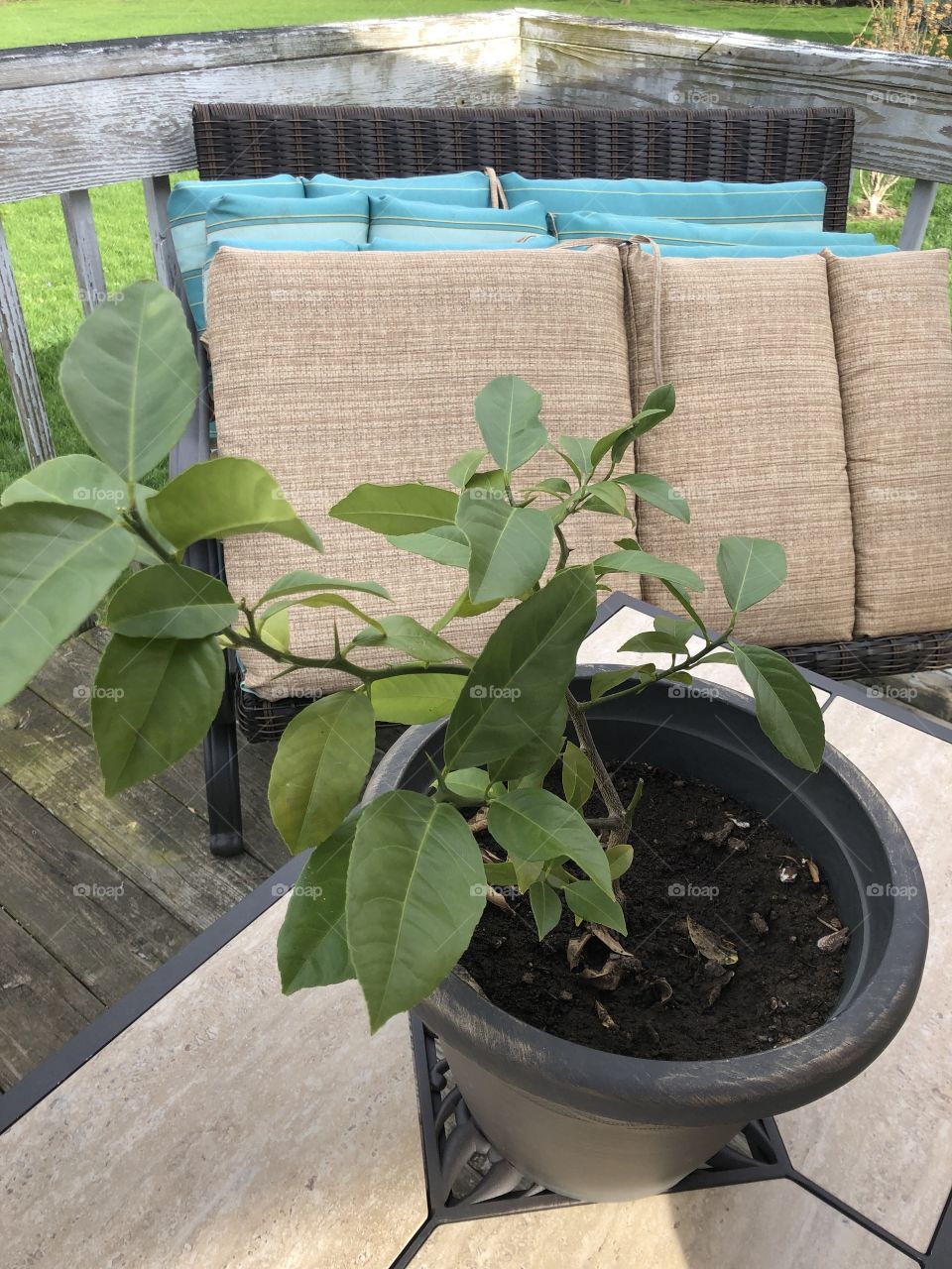 Potted lime tree on the deck and soaking up the Spring weather
