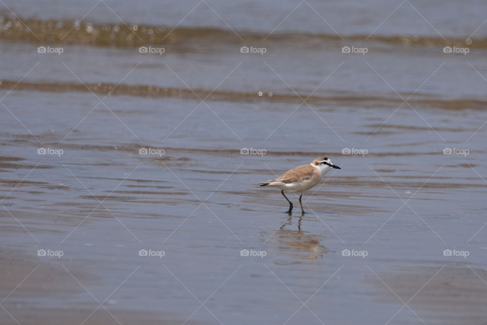 A Tiny Plover On Wet Sand