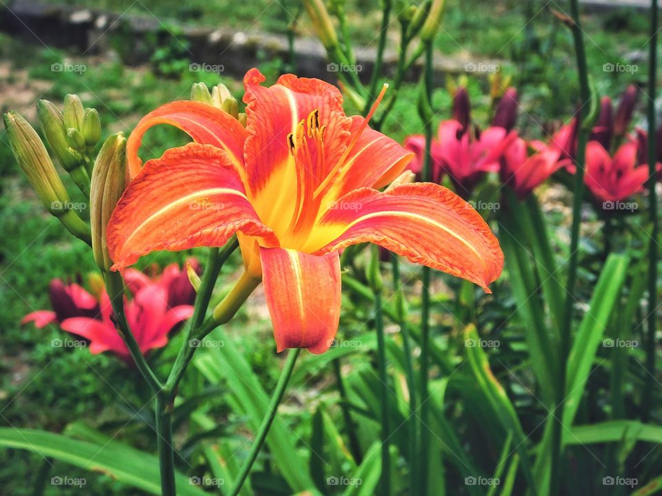 My gardens in full bloom...