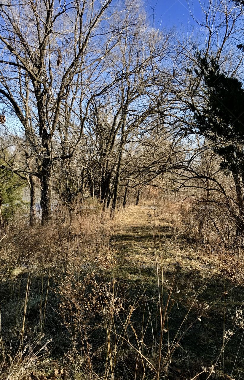 Forest in every season, heavy, winter, forest, thick, trees, leaves, dark, sky, sun, day, season, woods, wood, evergreen, bare, branches, trail, path