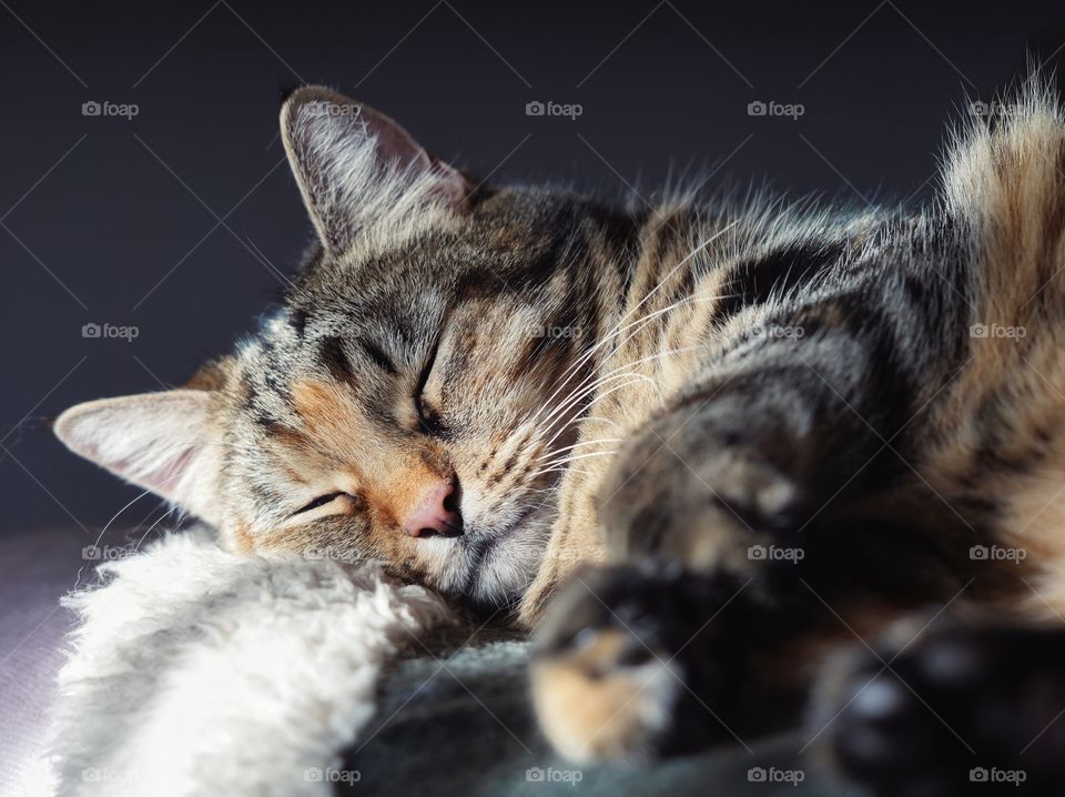 Sleeping cat