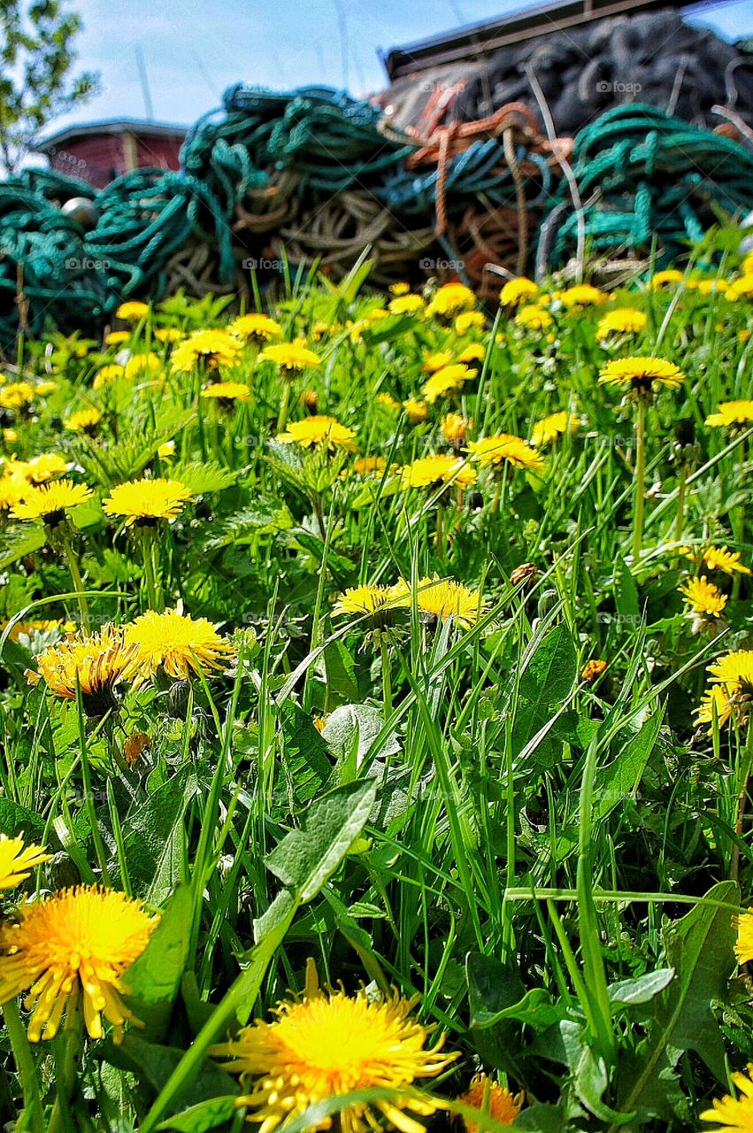 Dandelion in front of fishing gear