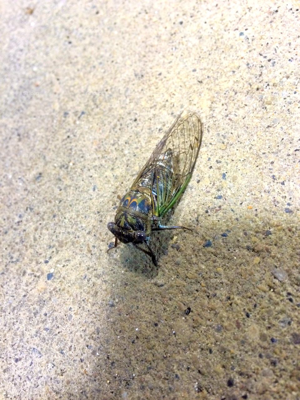 Cicada in the country . The loudest bug and the friendliest 