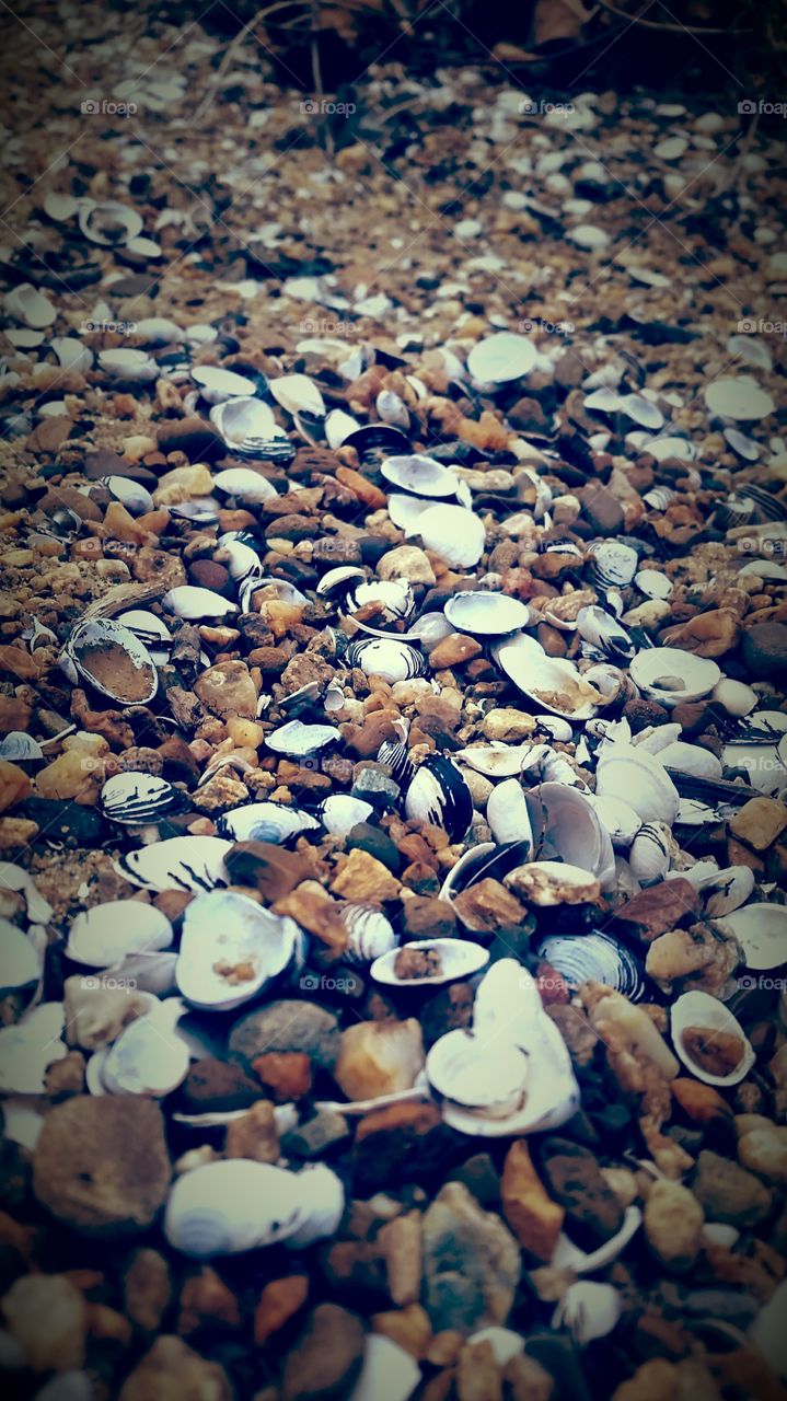 The Fallen. seashells near the shore of the river at the end of  winter