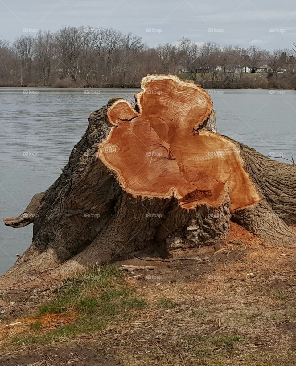 tree stump on lake