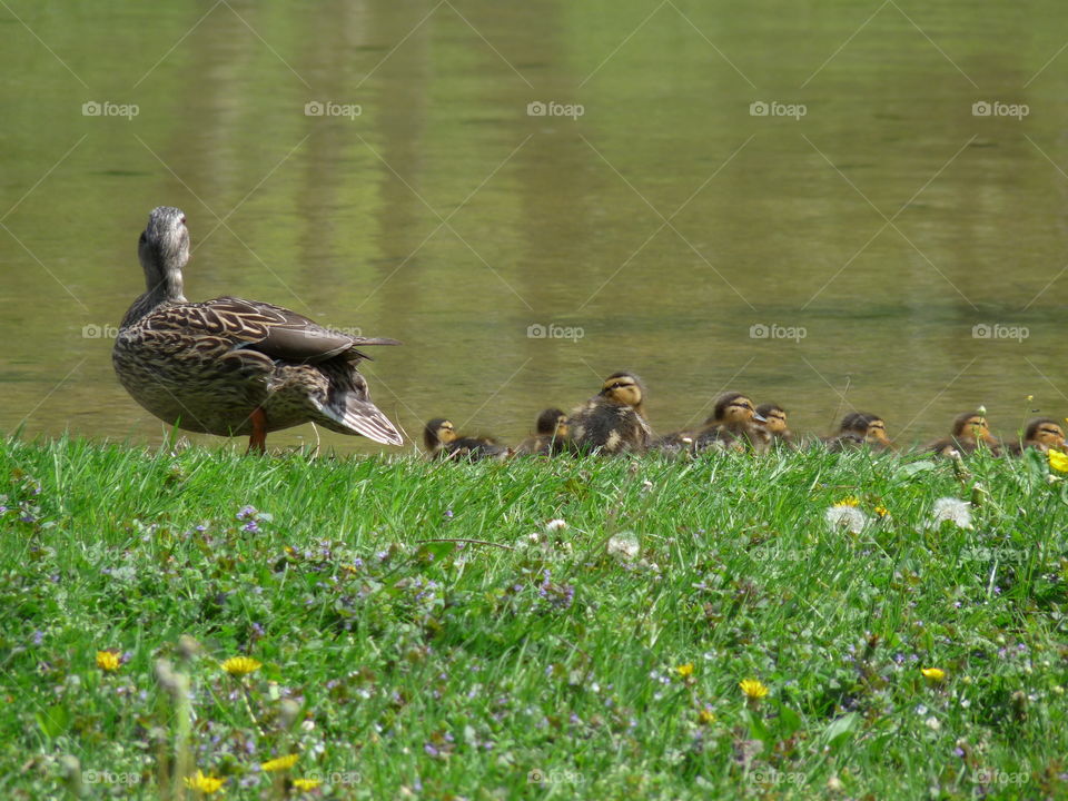 Mother and Ducklings