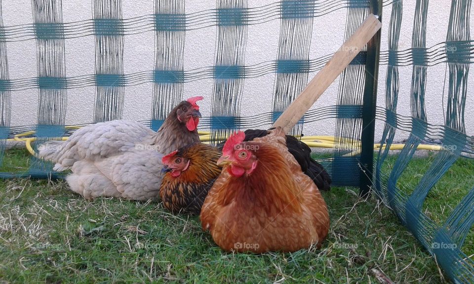 Three hen taking a sleep during the afternoon