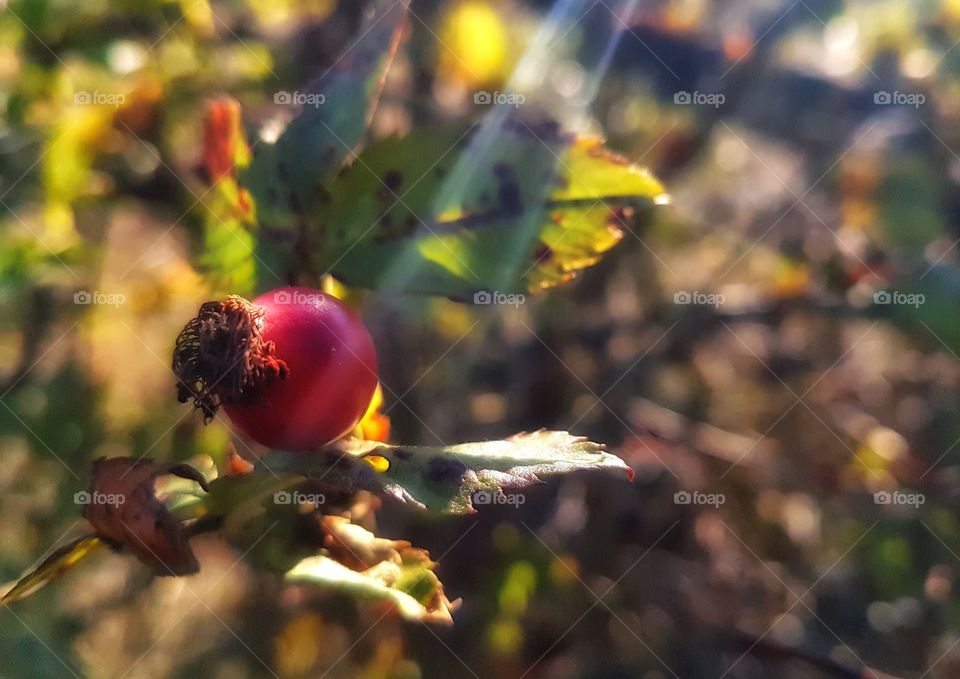 First signs of autumn