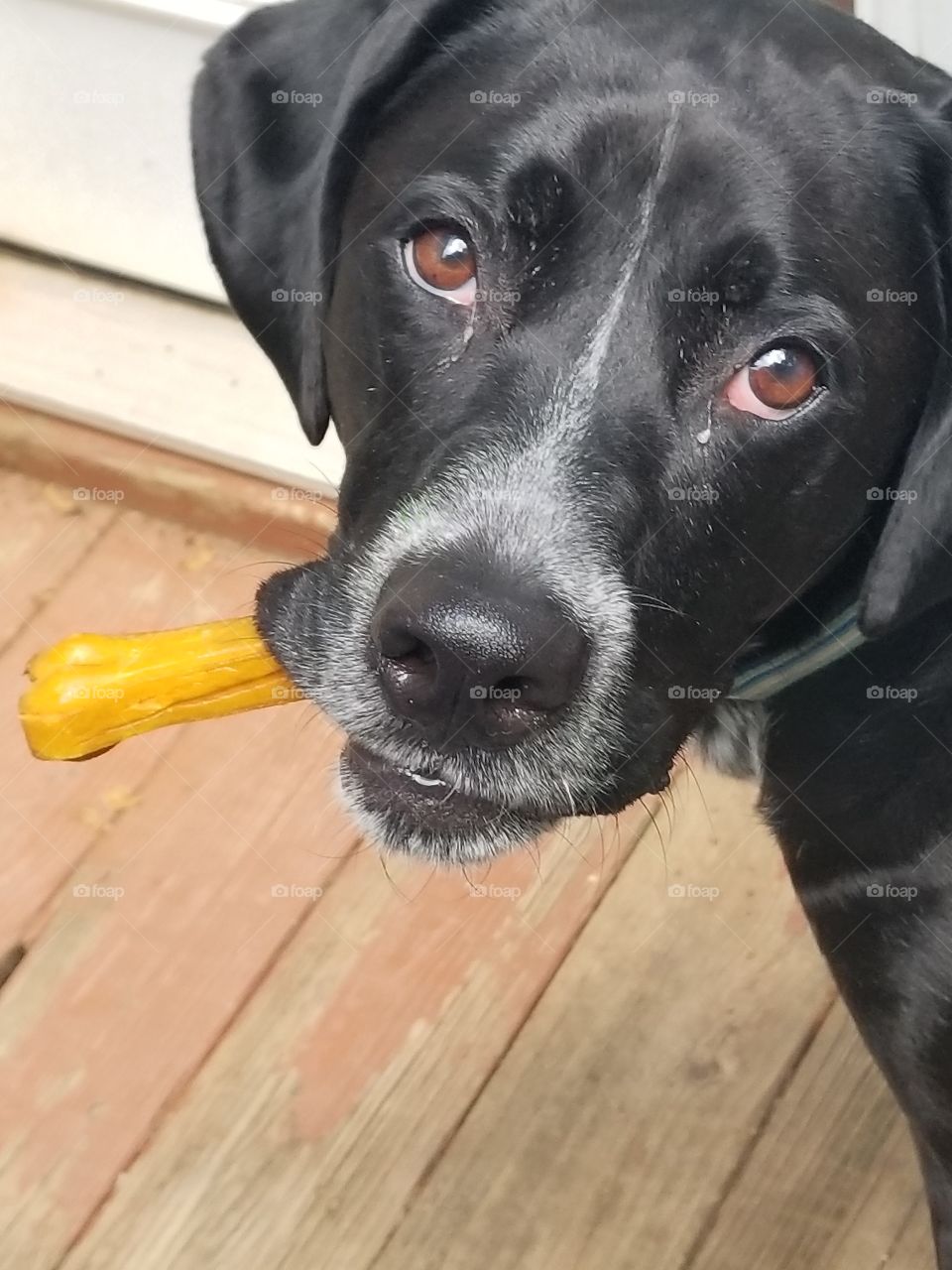 A Dog and His Bone