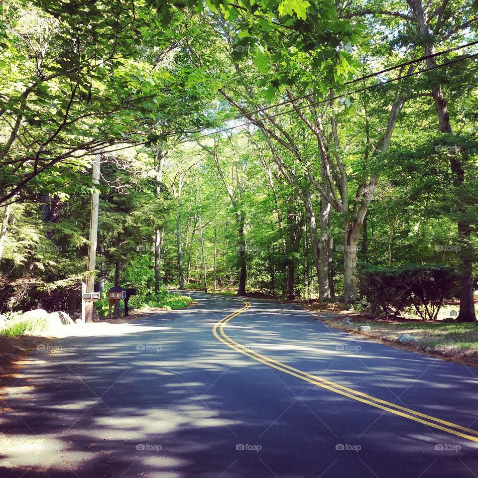The Long and Winding Road. A two lane scenic road with generous tree cover on a summer morning.