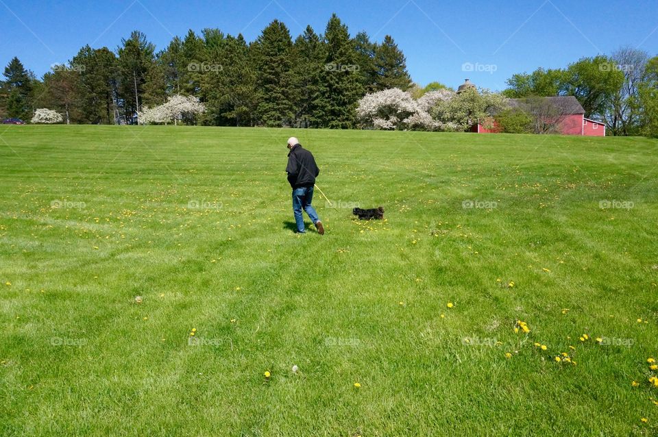 Red Barn in Background . Man Walking Dog