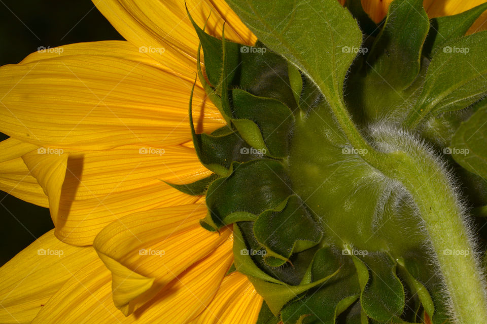 Closeup of the backside of a sunflower