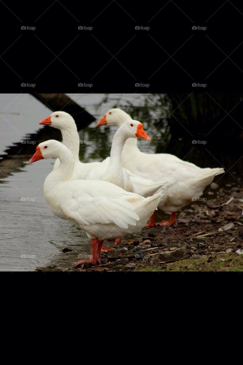 ducks two heads by eastegg18