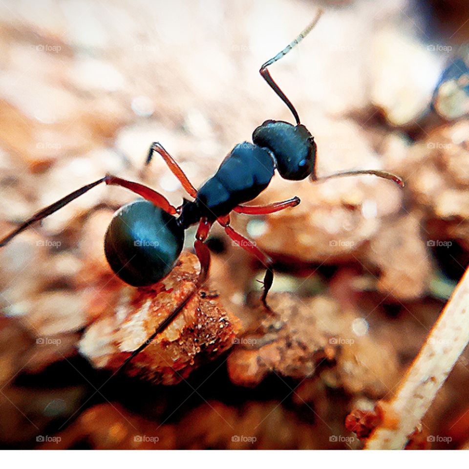 ant