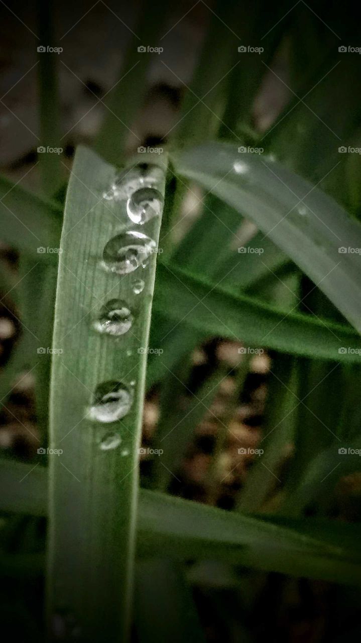 rain drops on my daffodil leaves