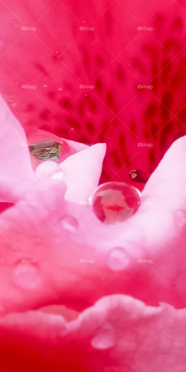 the rain drops like pearls have my shadow on it.