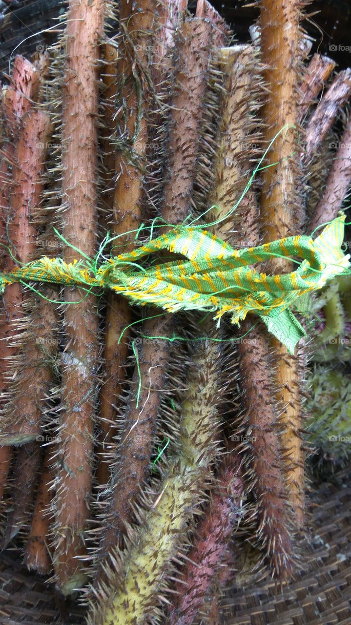 spine lily@Thangjing mari