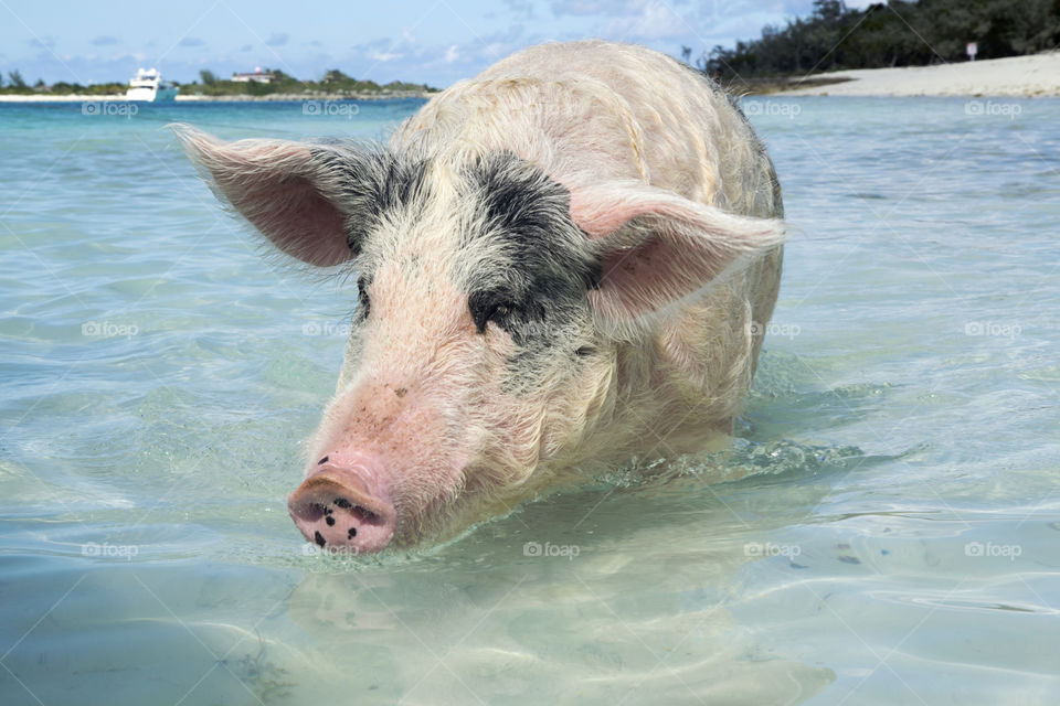 Swimming with Pigs in the Bahamas 