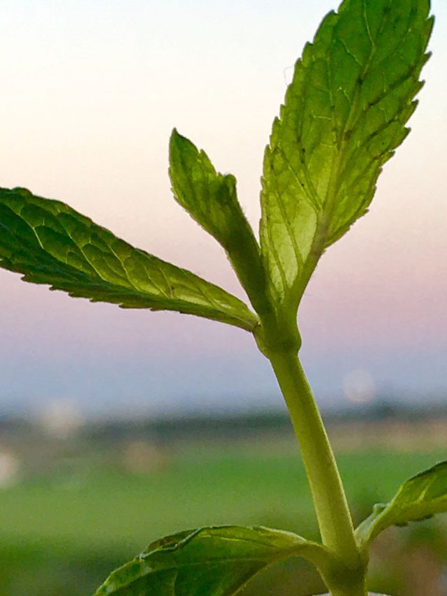  mint In view