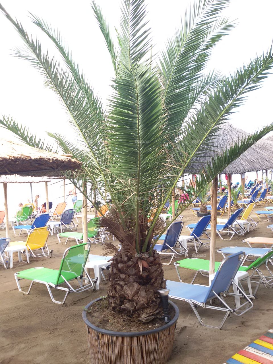 Palm tree on the beach