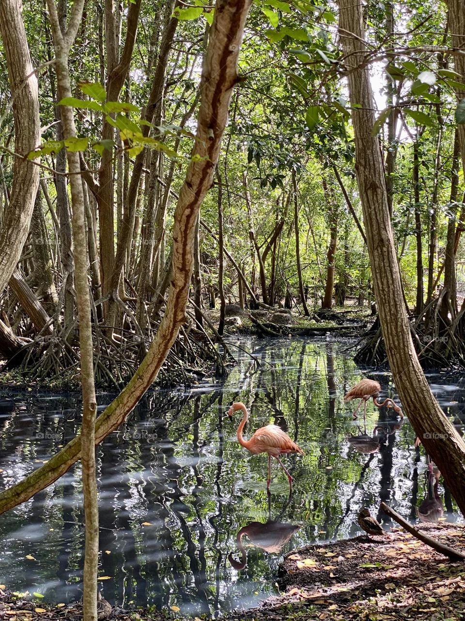 Flamingoes standing in a swampy area