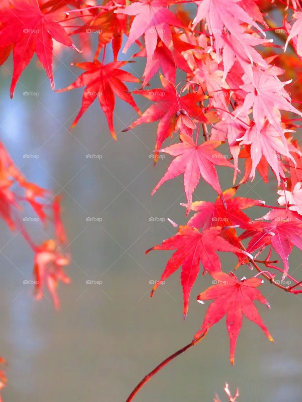 Nice autumn leaves 