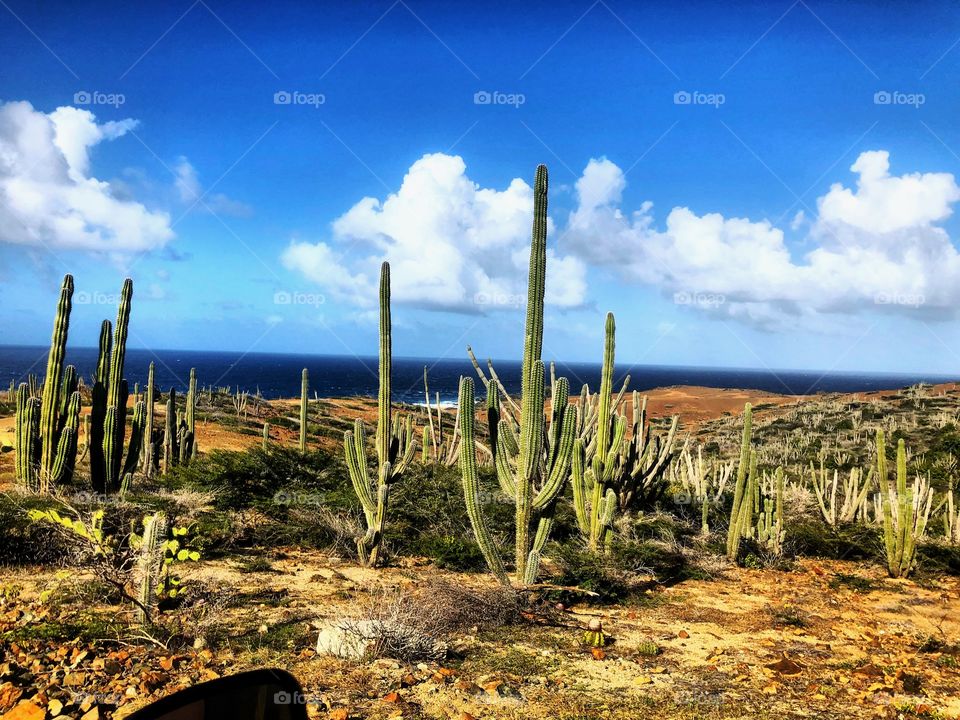 Cactus in Aruba. Caught this photo during our UTV excursion on the Carnival Sunshine Cruise 