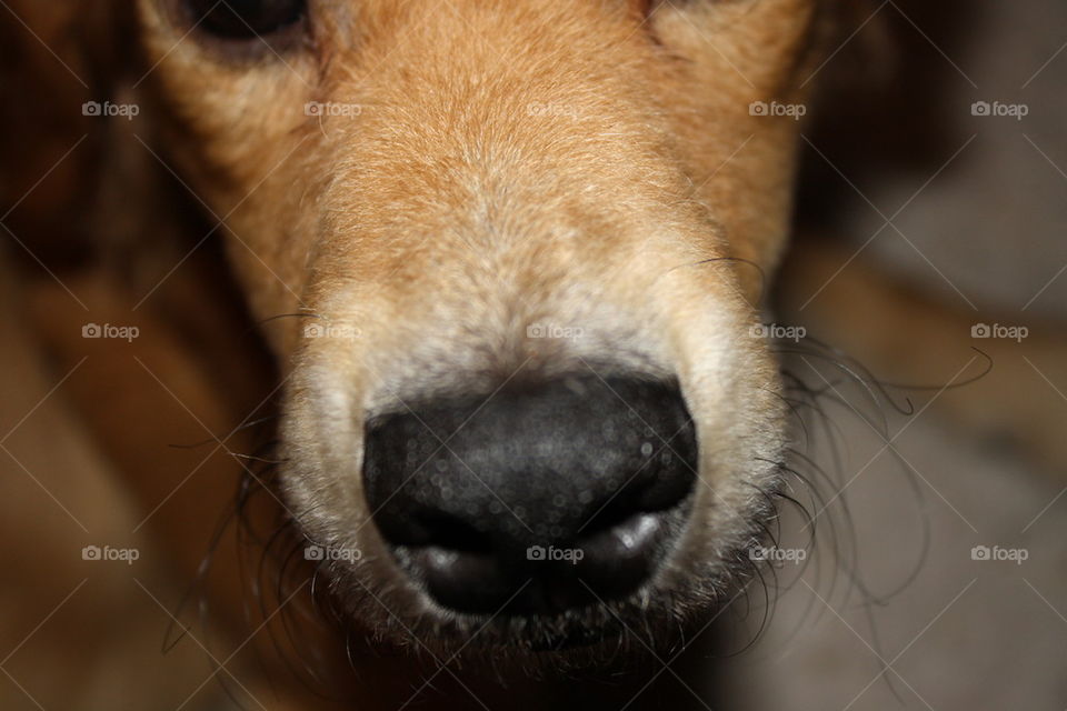 doggie nose