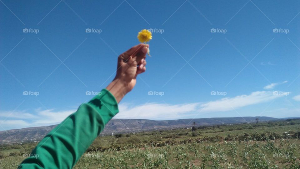 Beautiful yellow flower holding by hand.