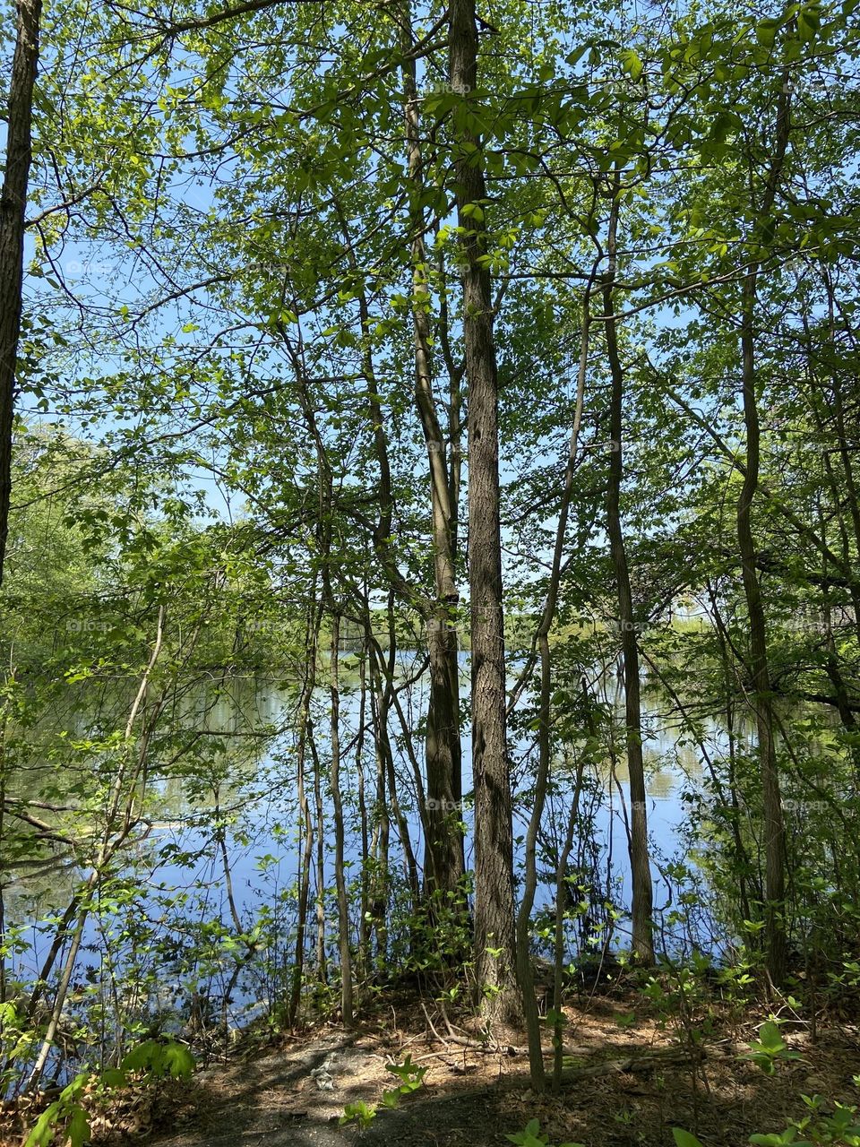 Scenic view of the Manasquan Reservoir and the trees from the path that loops around the park. Trees are reflected in the water, and the photo is like an impressionist painting with the blue and green colors of nature. 