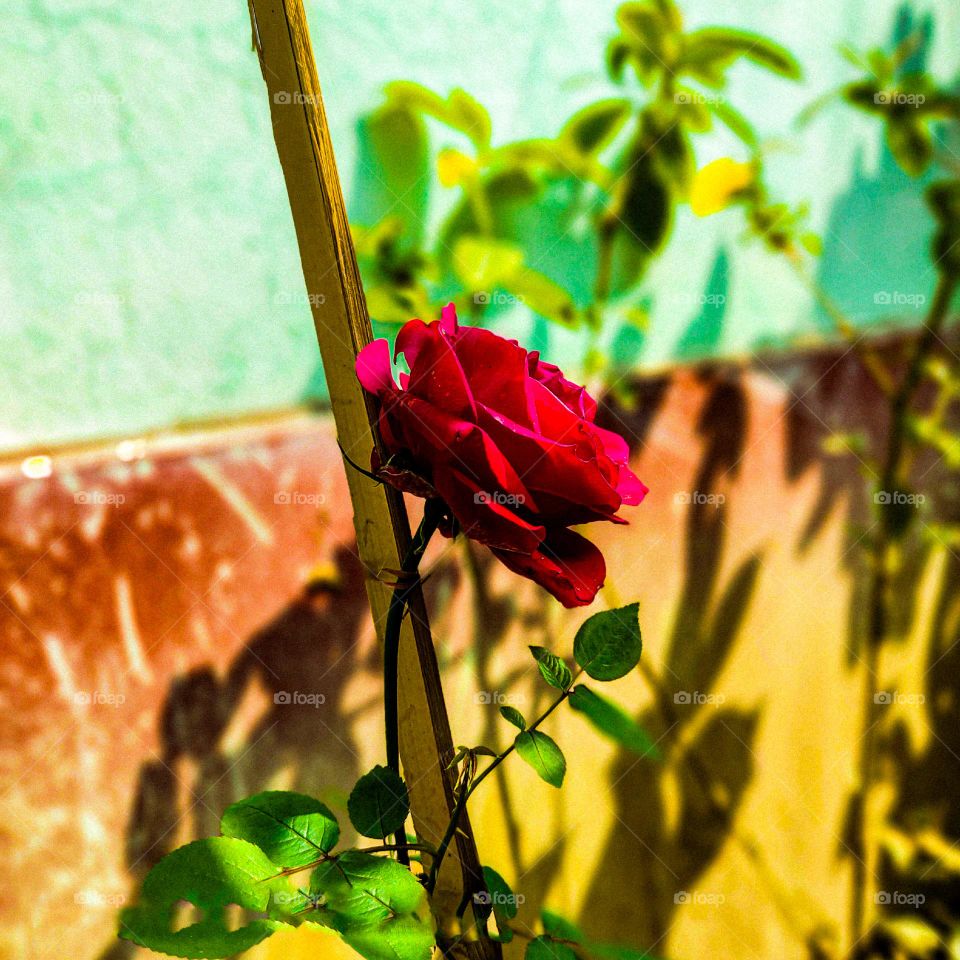 I have taken this picture of rose flower with my own hand. The rose flower looks very beautiful. Flowers mean very beautiful. Nothing is as beautiful as flowers.