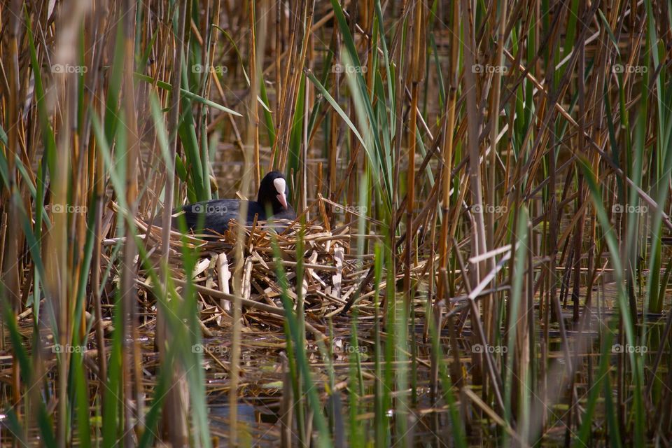 Coot sitting in grass