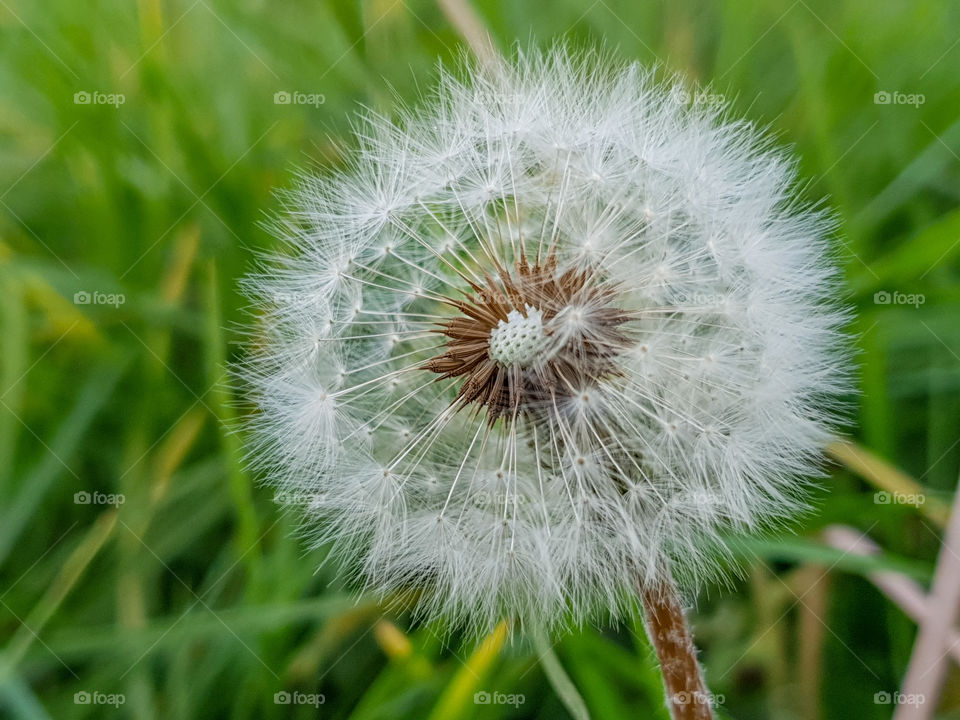 Dandelion with part missing
