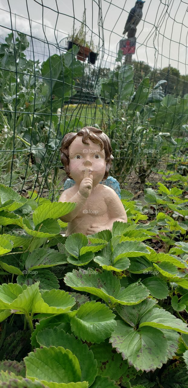 Little Angel in a Strawberry Patch