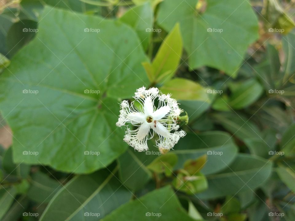 Ant on white Flower