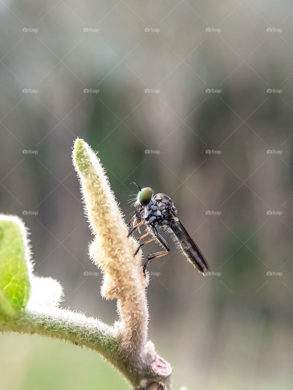 Insect close-up - Photo of a macro robber fly on a hairy plant.