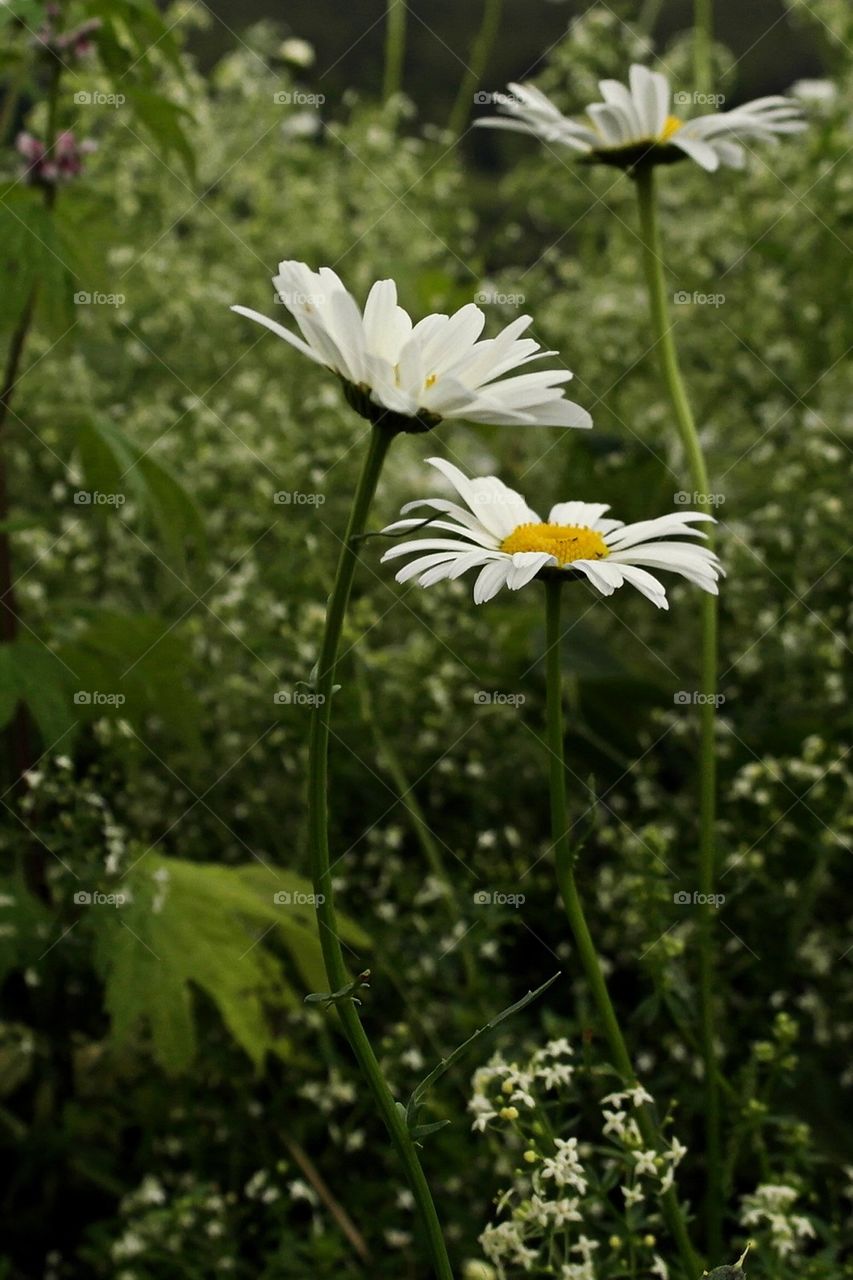 Daisies