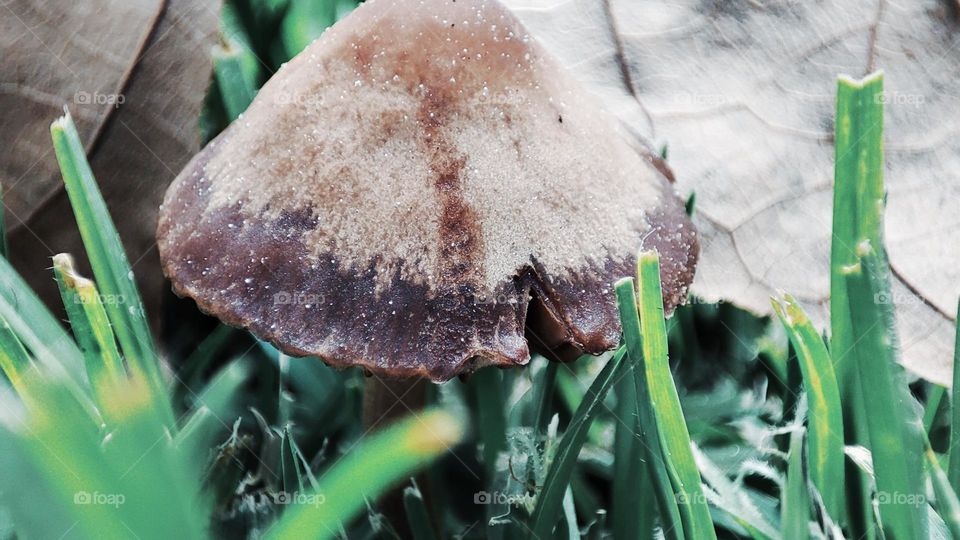 Mushroom on the grass