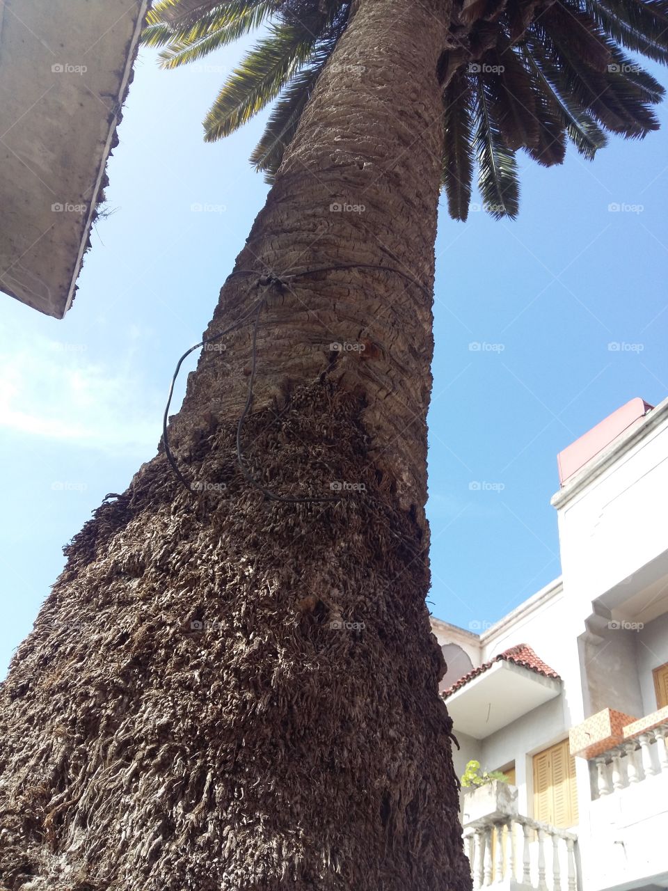 old palm