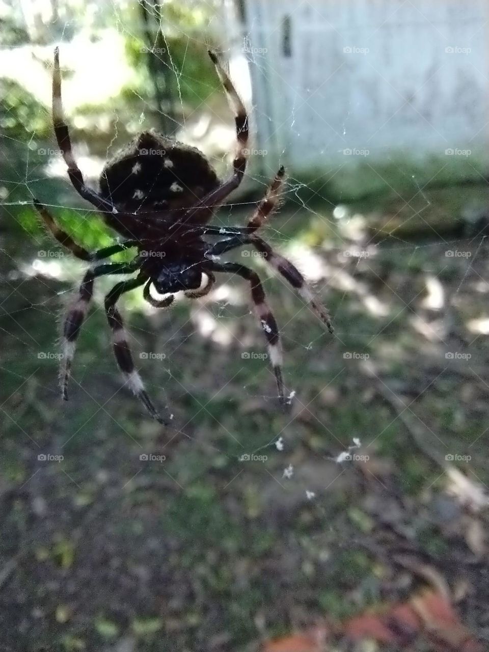 Spider