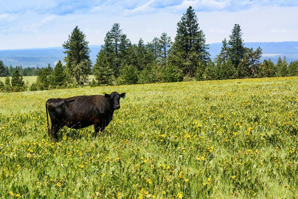 Cow in Field on Ranch